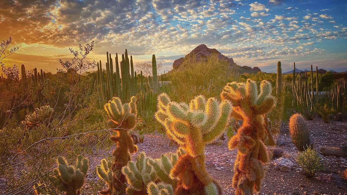 Free Things To Do In Phoenix: 8 Must-Try Activities